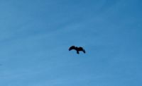 2015-10-24_5Icking_Bussard_(105)1.JPG