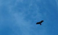 2015-10-24_5Icking_Bussard_(111)1.JPG